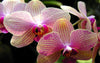 Orchids Diamond Painting Kit