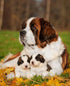 Pet Dog Saint Bernard with Puppies