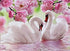Pink Flowers & Swans in the Lake