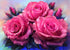 Pink Rose Beauty Diamond Painting