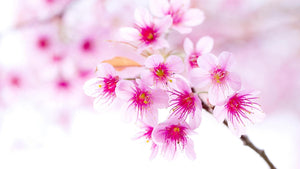 Pink Sakura Flowers Diamond Painting