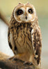 Pretty Owl - Paint by Diamonds