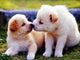 Puppies Kissing Diamond Painting Kit