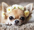 Puppy with Flower Crown