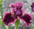 Purple Iris - Paint with Diamonds