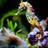 Rainbow Seahorse - Paint with Diamonds