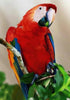 Red Parrot Diamond Painting Kit