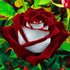 Red White Osiria Ruby Rose