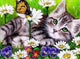 Resting Cat & Butterfly Paint by Diamonds