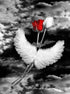 Roses & Angel Wings