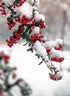 Russian Winter & Snow on Flower Buds