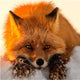 Sad Fox Diamond Painting Kit