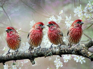 Sing Birds Paint by Diamonds