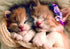 Sleeping Cute Kittens