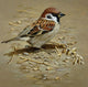 Sparrow Painting Kit