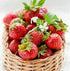 Strawberry Basket Full Drill Painting