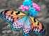 Stunning Butterfly & Flowers