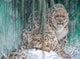 Stunning Snow Leopard Pair Diamond Painting