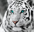Stunning White Tiger