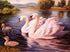 Swan Family in the Lake