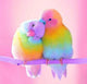 Sweet Birds Round Drill