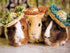 Three Guinea pigs in Hats