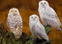 Three Stunning White Owls