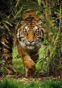 Tiger Running Out of Forest Diamond Painting