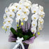 White Orchids Diamond Painting
