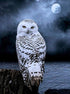 White Owl Gazing at Night