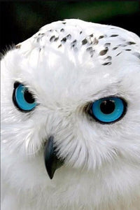 White Owl with Blue Eyes Diamond Painting