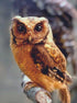 Wild Owl