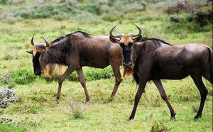 Wildebeest Paint by Diamonds