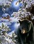 Winter Black Bear