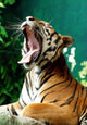 Yawning Tiger Paint by Diamonds