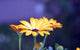 Yellow Gerbera Flower Close up