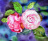 Camellia Flowers - DIY Diamond Painting